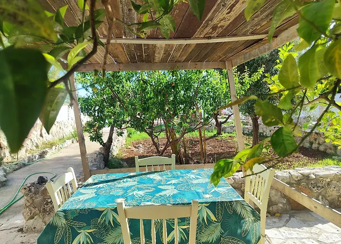 Musa Balbisiana Casa Citrus